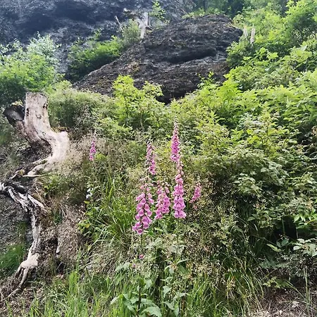 Im Alten Kino Apartamento Fehrenbach