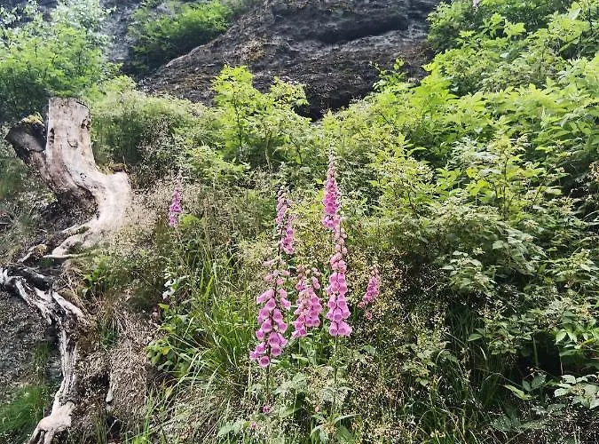 Im Alten Kino Appartement Fehrenbach